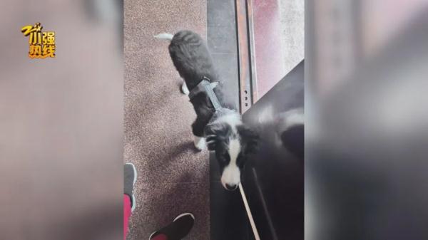 求扩散!今天我们来寻找一条精神抚慰犬,它意义非凡… 求扩散!今天我们来寻找一条精神抚慰犬,它意义非凡…