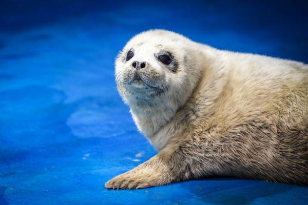 海豹医生守“月子”