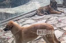 狮虎笼里关了一只黄狗?动物园:它们是好朋友 狮虎笼里关了一只黄狗?动物园:它们是好朋友
