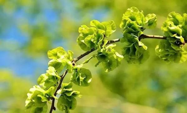 山西人的碗里,藏着多少草草花花叶叶根根? 山西人的碗里,藏着多少草草花花叶叶根根?