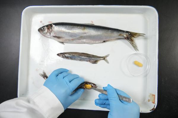 海豹医生守“月子”