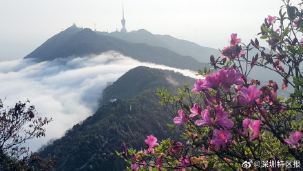 “最美春天”花期已至!梧桐山正开启广东最浪漫赏花季 “最美春天”花期已至!梧桐山正开启广东最浪漫赏花季