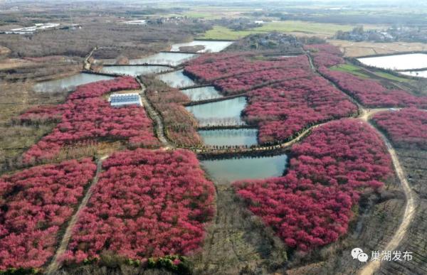 又发现一处！合肥这里又美又香