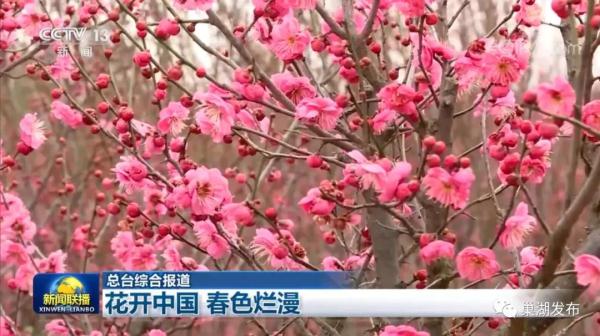 又发现一处！合肥这里又美又香