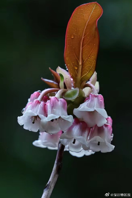 “最美春天”花期已至!梧桐山正开启广东最浪漫赏花季 “最美春天”花期已至!梧桐山正开启广东最浪漫赏花季