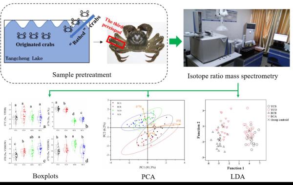 阳澄湖原产蟹与“洗澡蟹”难鉴别？研究有了新进展！