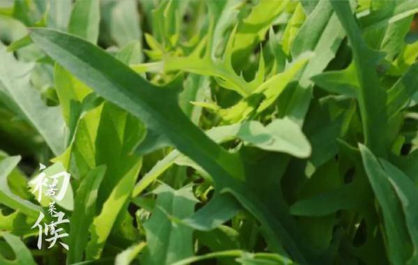 山西人的碗里,藏着多少草草花花叶叶根根? 山西人的碗里,藏着多少草草花花叶叶根根?