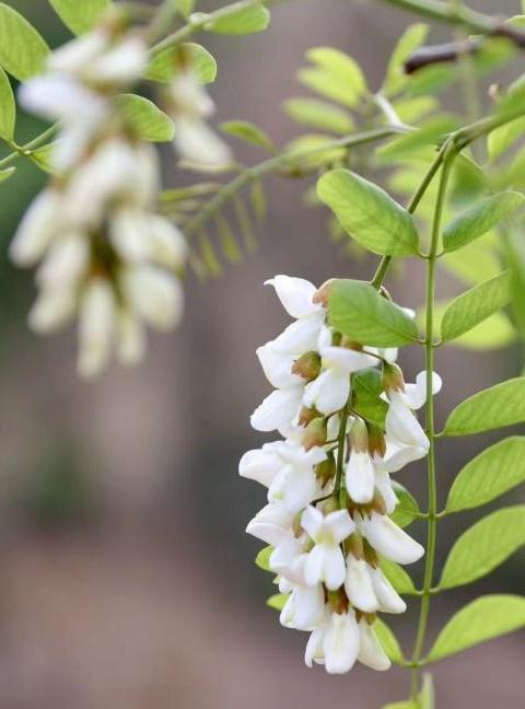 山西人的碗里,藏着多少草草花花叶叶根根? 山西人的碗里,藏着多少草草花花叶叶根根?