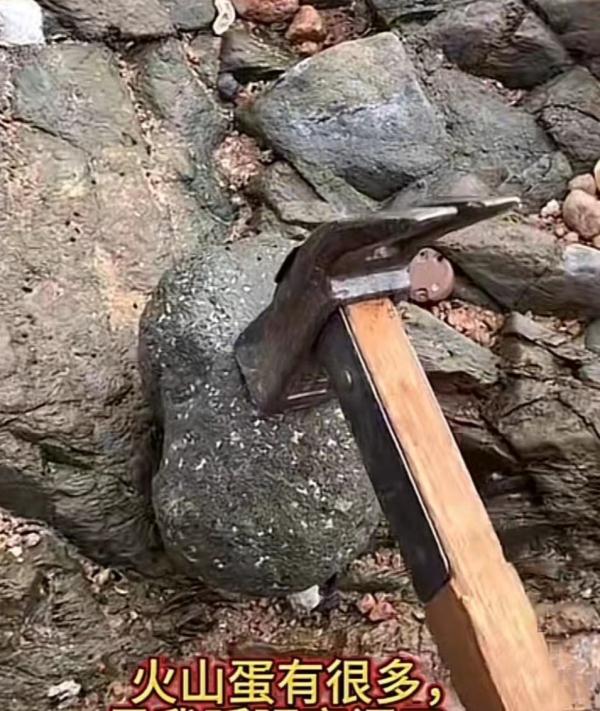青岛海边大量火山蛋,里面藏着钻石?有人提着锤子去了……专家发声 青岛海边大量火山蛋,里面藏着钻石?有人提着锤子去了……专家发声