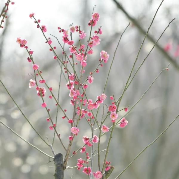 又发现一处！合肥这里又美又香