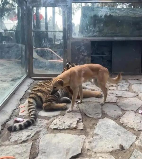 狮虎笼里关了一只黄狗?动物园:它们是好朋友 狮虎笼里关了一只黄狗?动物园:它们是好朋友