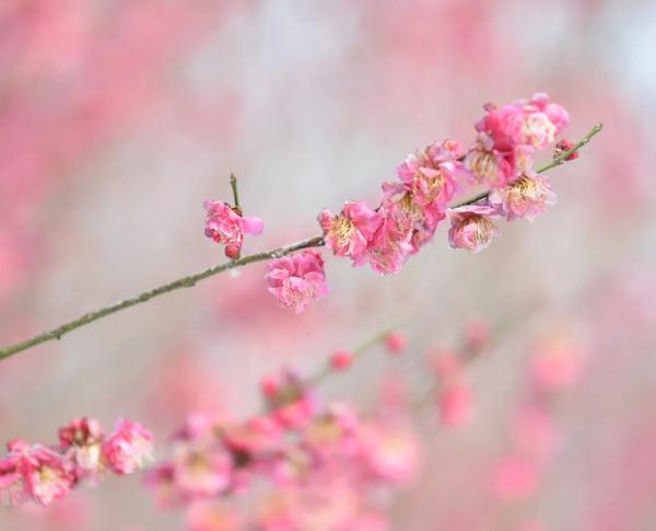 又发现一处！合肥这里又美又香