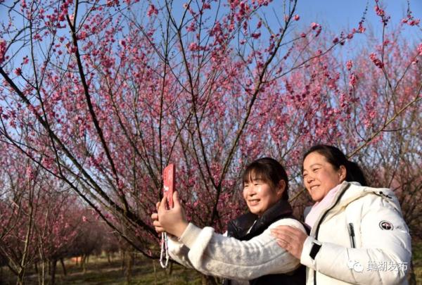 又发现一处！合肥这里又美又香