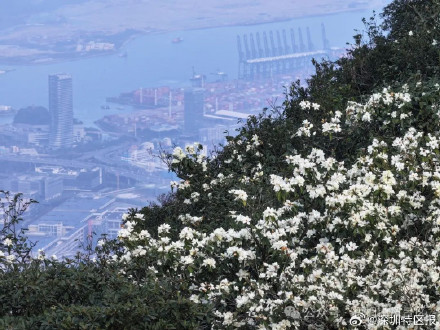 “最美春天”花期已至!梧桐山正开启广东最浪漫赏花季 “最美春天”花期已至!梧桐山正开启广东最浪漫赏花季
