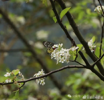 “最美春天”花期已至!梧桐山正开启广东最浪漫赏花季 “最美春天”花期已至!梧桐山正开启广东最浪漫赏花季