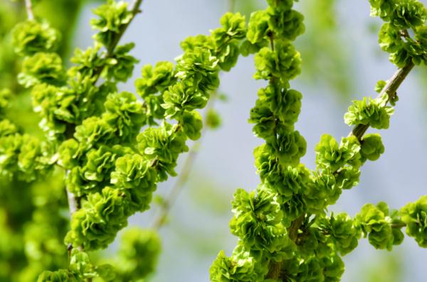 山西人的碗里,藏着多少草草花花叶叶根根? 山西人的碗里,藏着多少草草花花叶叶根根?