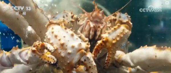 世界看两会 | 舌尖上的“中国式现代化”折射中国高水平对外开放