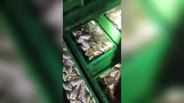 湛江海上养殖金鲳鱼频频被盗 一次被偷2万多斤