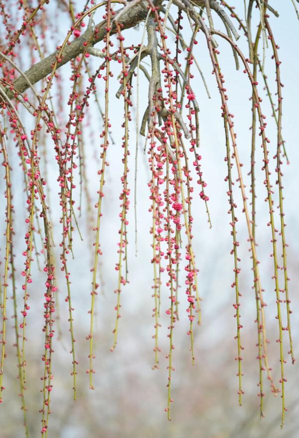 又发现一处！合肥这里又美又香