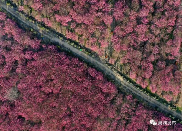 又发现一处！合肥这里又美又香