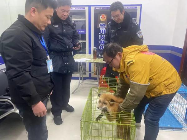 快看！身披赤色“外套”，脚踩黑色“雪地靴”...赤狐现身！