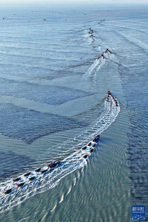 山东荣成:“海上春耕”忙 山东荣成:“海上春耕”忙