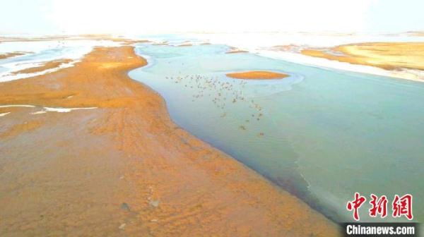春回大地候鸟归 新疆塔里木河春色旖旎惹人醉