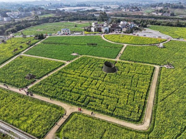 重庆璧山：油菜花开扮靓乡村