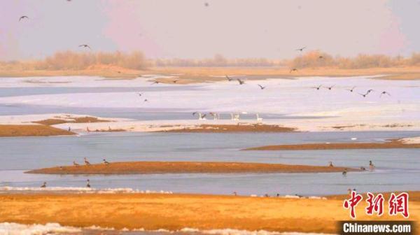 春回大地候鸟归 新疆塔里木河春色旖旎惹人醉