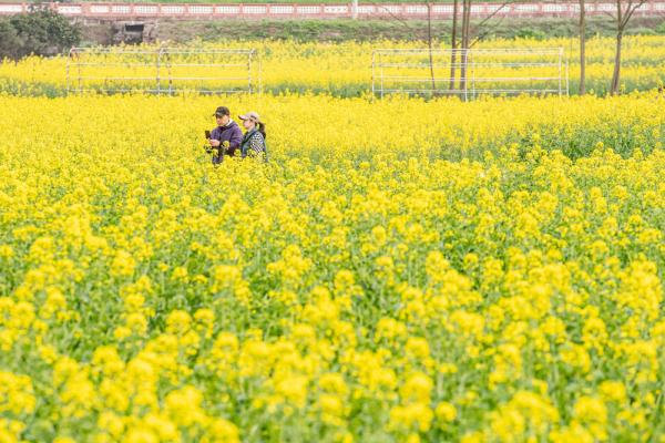 重庆璧山：油菜花开扮靓乡村