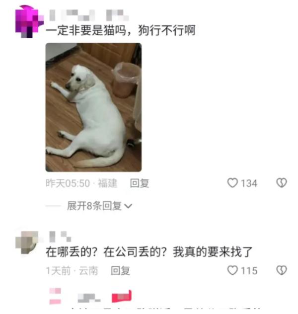 主人悬赏66666元寻猫，昆明一女生捡到，赏金已到账？各方回应→