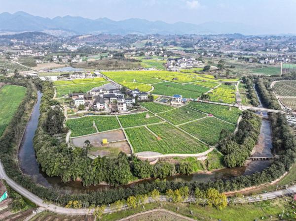 重庆璧山：油菜花开扮靓乡村