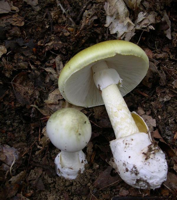 别吃!别吃!别吃!泉州疾控紧急提醒 别吃!别吃!别吃!泉州疾控紧急提醒