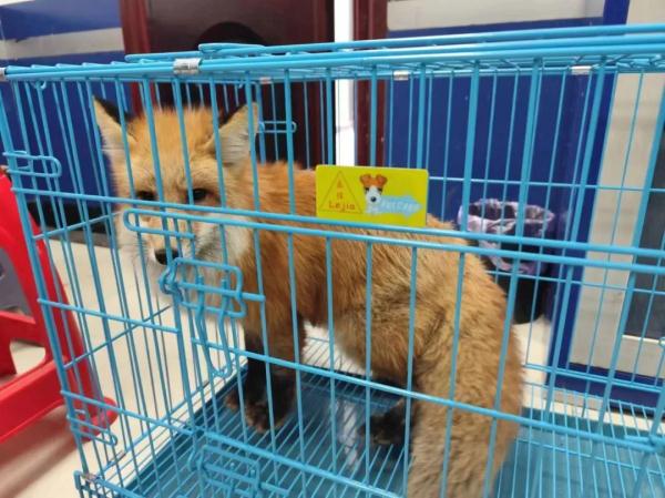 快看！身披赤色“外套”，脚踩黑色“雪地靴”...赤狐现身！