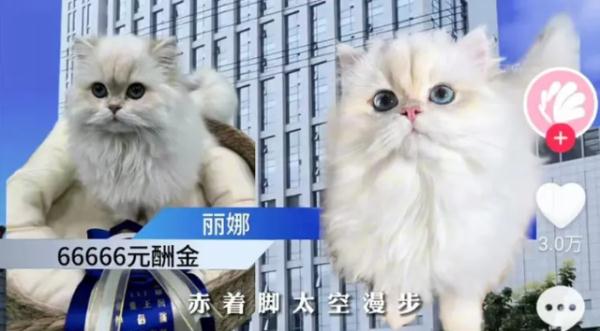 主人悬赏66666元寻猫，昆明一女生捡到，赏金已到账？各方回应→