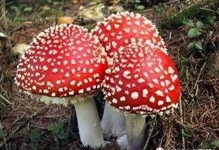 别吃!别吃!别吃!泉州疾控紧急提醒 别吃!别吃!别吃!泉州疾控紧急提醒