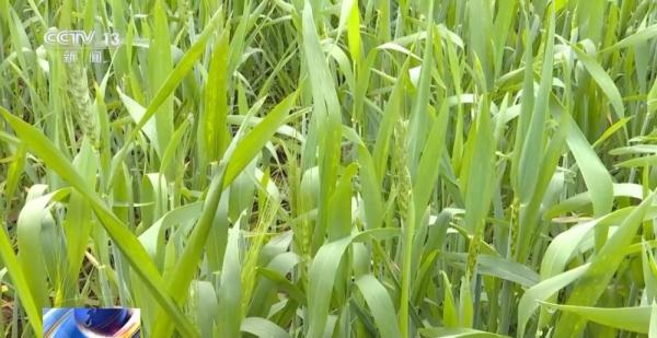 为粮食丰收打基础 各地积极抢抓农时、忙春管、备春耕