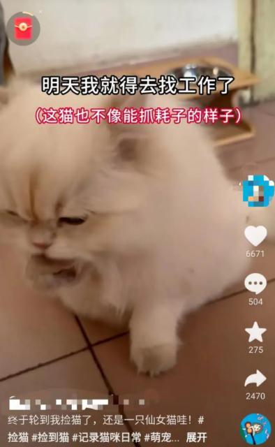 主人悬赏66666元寻猫，昆明一女生捡到，赏金已到账？各方回应→
