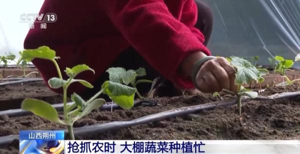 为粮食丰收打基础 各地积极抢抓农时、忙春管、备春耕