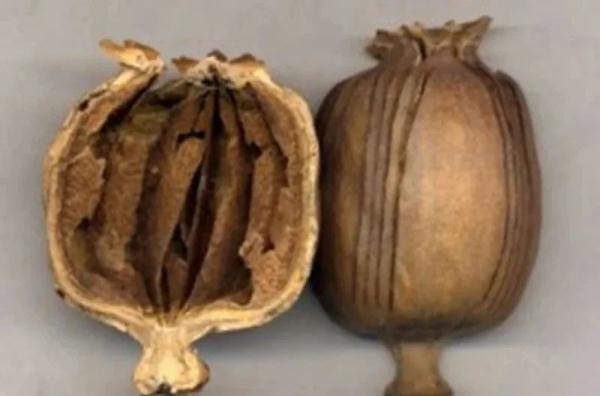 不能吃!发现请举报! 不能吃!发现请举报!