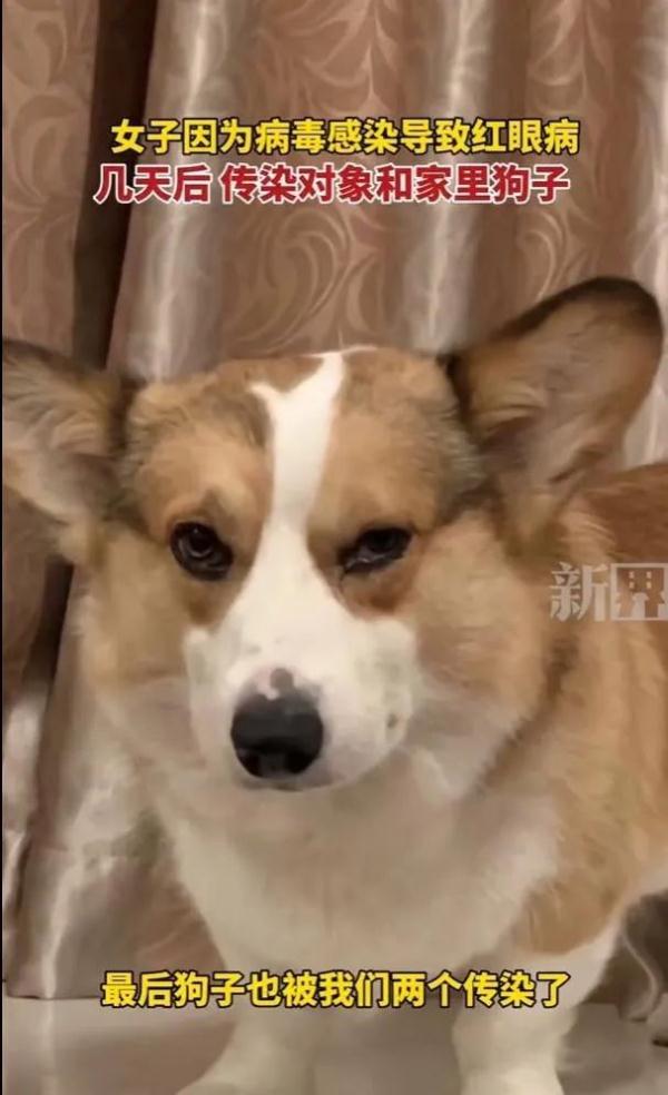 女子这种病传染全家！狗也未能幸免