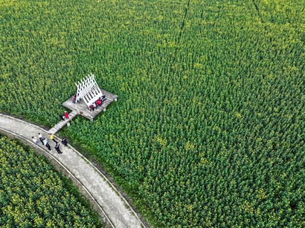 重庆璧山：油菜花开扮靓乡村