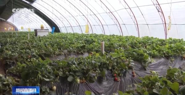 为粮食丰收打基础 各地积极抢抓农时、忙春管、备春耕