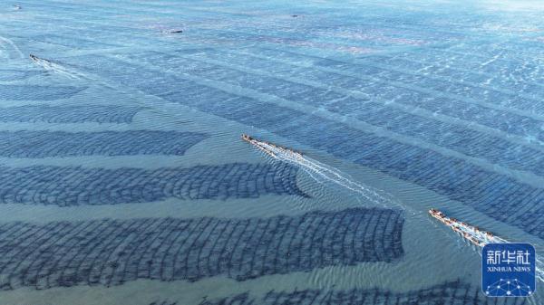 山东荣成:“海上春耕”忙 山东荣成:“海上春耕”忙