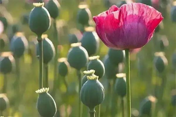 不能吃!发现请举报! 不能吃!发现请举报!