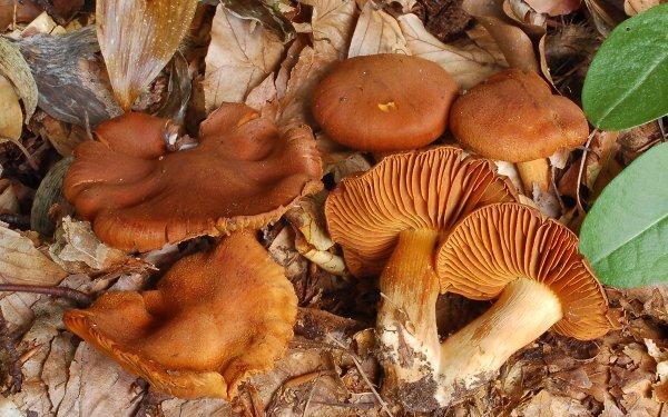 别吃!别吃!别吃!泉州疾控紧急提醒 别吃!别吃!别吃!泉州疾控紧急提醒