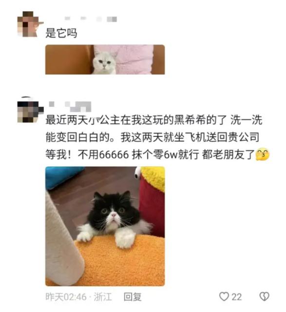 主人悬赏66666元寻猫，昆明一女生捡到，赏金已到账？各方回应→