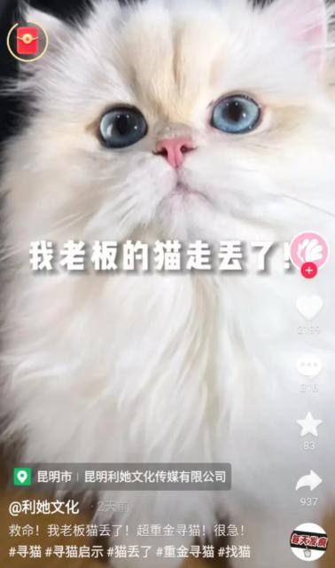 主人悬赏66666元寻猫，昆明一女生捡到，赏金已到账？各方回应→