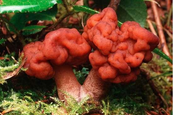 别吃!别吃!别吃!泉州疾控紧急提醒 别吃!别吃!别吃!泉州疾控紧急提醒