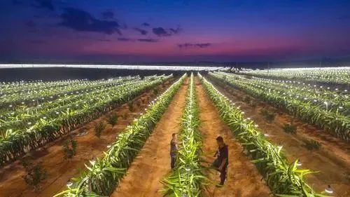 海南版浪漫星海！火龙果开花原来这么美